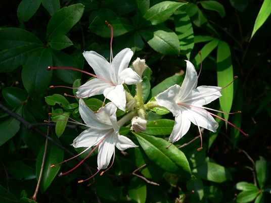 {Rhododendron arborescens}